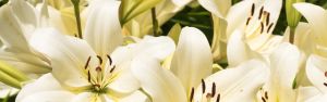 Personal Care & Fragrance Executive Search