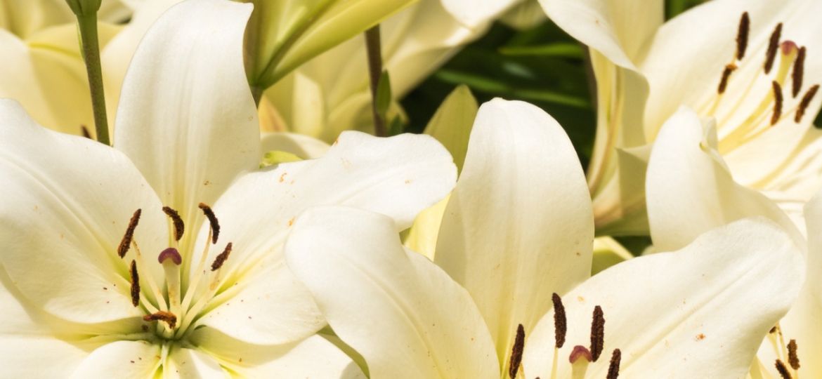 Personal Care & Fragrance Executive Search